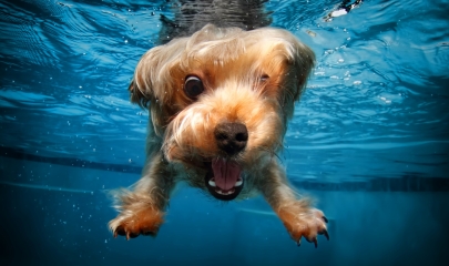 Voluptas pariatur molestias